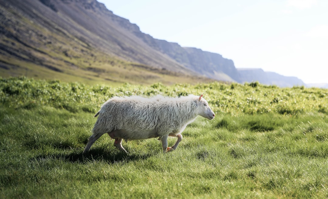 Photo Sheep, Lamb